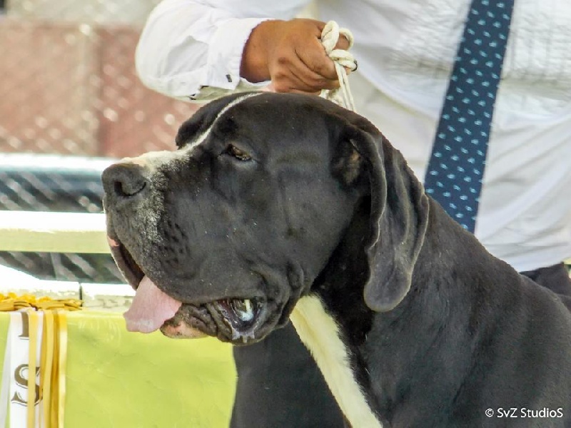 CH. Aristoteles Dogos Alemanes D'Acepa