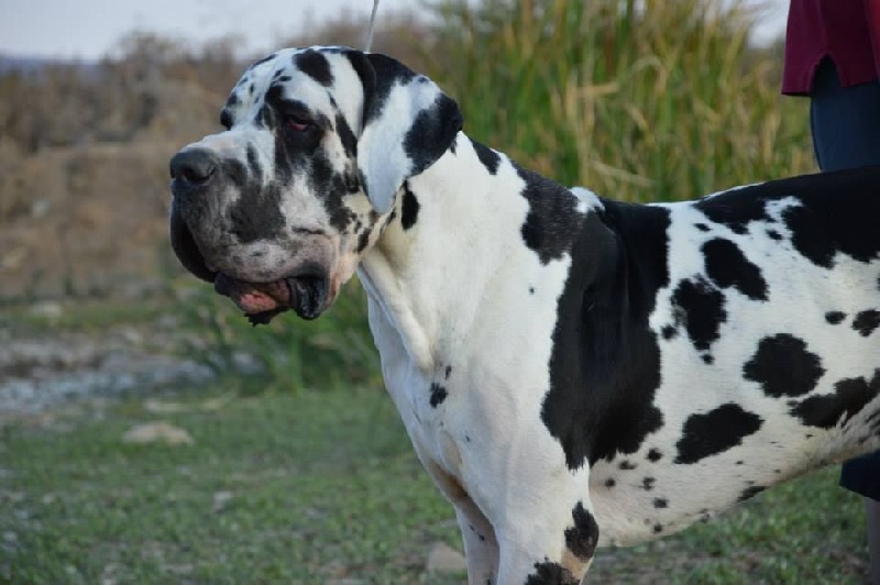 Achilles Dogos Alemanes D'Acepa