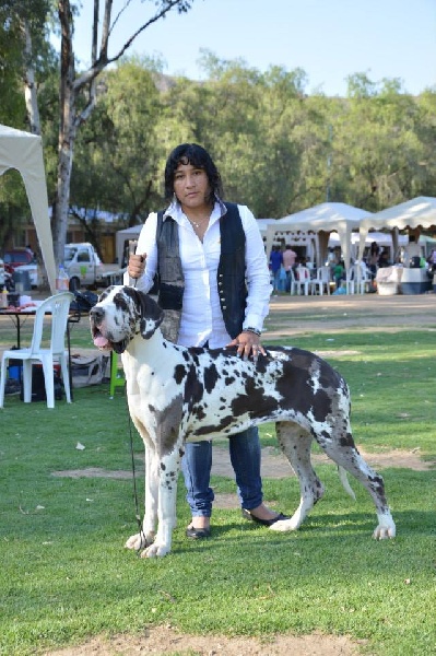 Cleopatra Dogos Alemanes D'Acepa