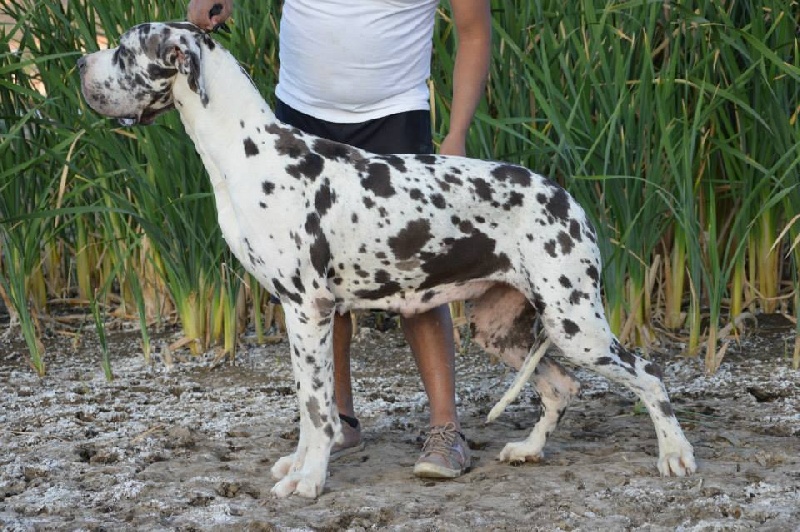 Chimere Dogos Alemanes D'Acepa