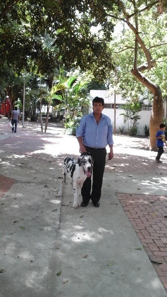 Circe Dogos Alemanes D'Acepa