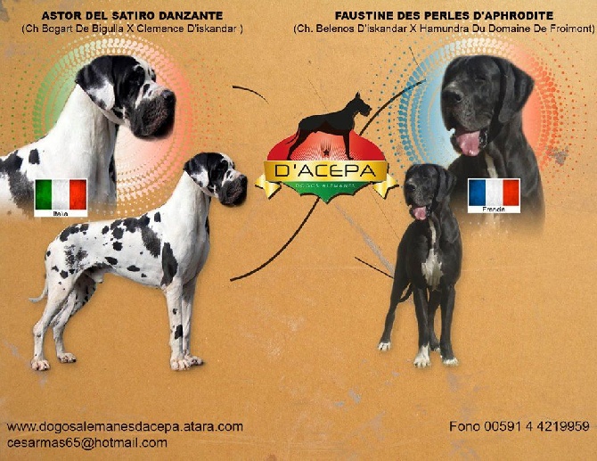 CHIOTS  DOGUE ALLEMAND