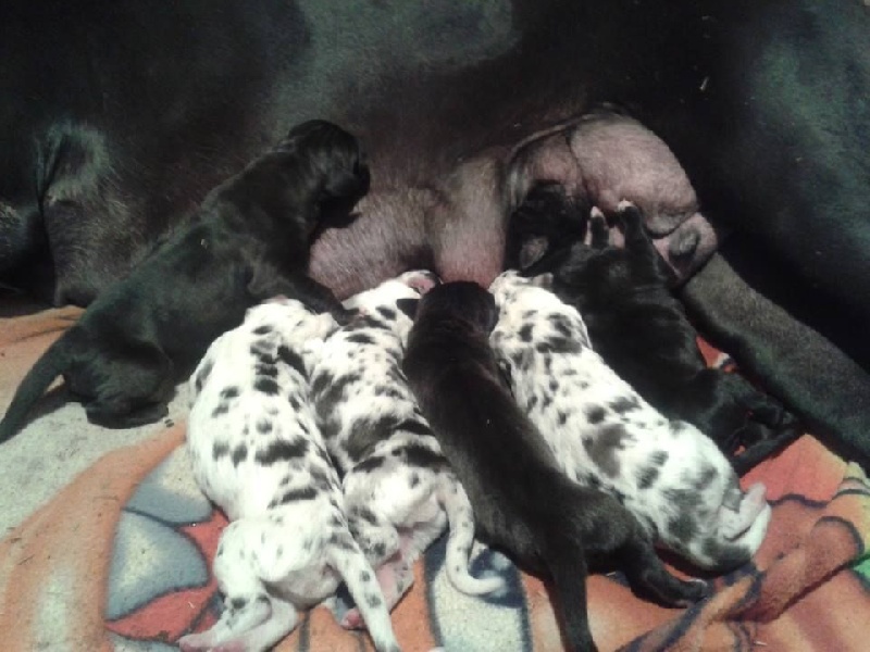 Dogos Alemanes D'Acepa - Dogue allemand - Portée née le 06/09/2014