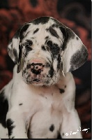 CHIOT