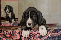CHIOT